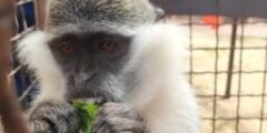 ظهور-حالات-جديدة-لفيروس-جدرى-القرود-فى-الصين
